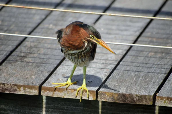 Green Heron Perched Condo Sundeck — Stock Photo, Image