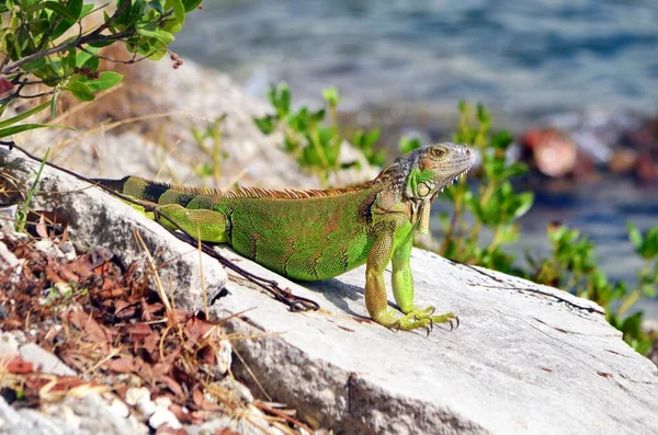 Vue Iguane Prélassant Soleil Sur Une Jetée Chaussée Rocheuse — Photo