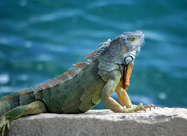 Green Iguana Egy Sziklafalon Pihen Venetia Töltésen Miami Beach Floridában — Stock Fotó