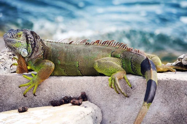 Iguana Verde Descansando Sobre Rochas Cais Causeway Miami Beach Florida — Fotografia de Stock