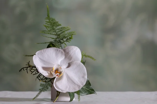 Storczyk boutonniere — Zdjęcie stockowe