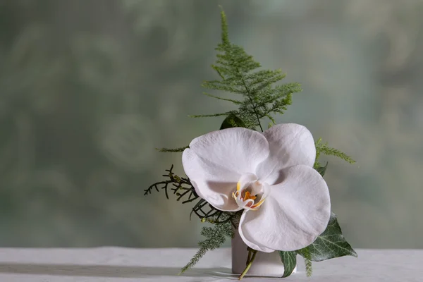 Storczyk boutonniere — Zdjęcie stockowe