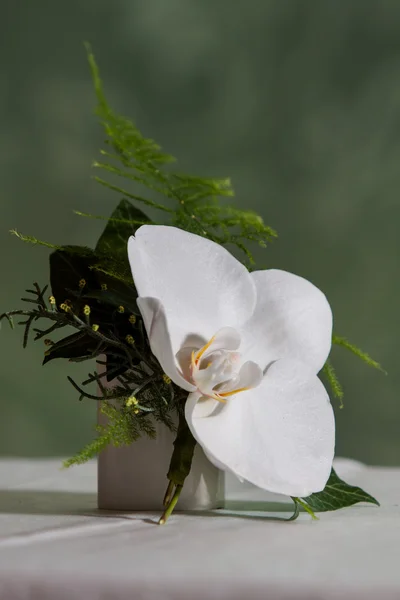 Storczyk boutonniere — Zdjęcie stockowe