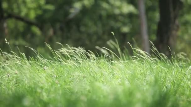 Het groene gras — Stockvideo