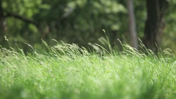 L'herbe verte 