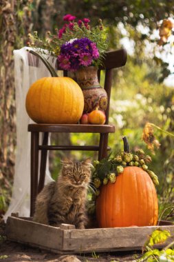 Tüylü bir kedi, turuncu balkabaklarıyla çevrili bir şekilde oturuyor, yanında da balkabağı ve çiçekleri olan bir sandalye.
