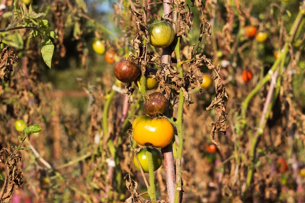 Sjuka Tomater Med Svarta Och Torra Blad Skadade Grönsaker Phytophthora — Stockfoto
