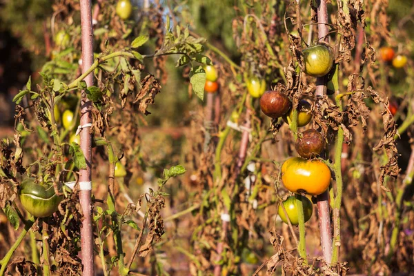 Zieke Tomaten Met Zwartgeblakerde Droge Bladeren Beschadigde Groenten Fytophthora Infestans Rechtenvrije Stockfoto's