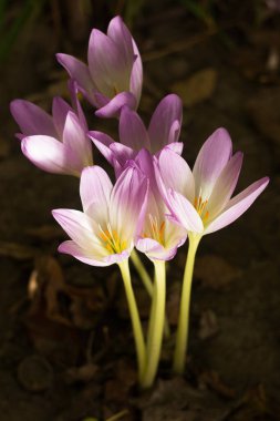 Colchicum autumnale - bitkisel soğanlı zehirli bitki cinsi. Pembe sonbahar tarlası, arka plan