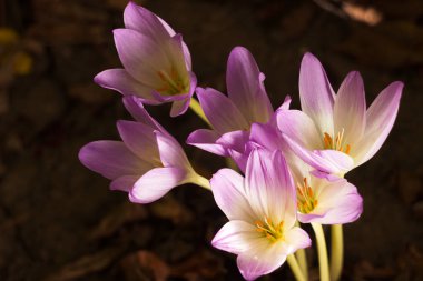Colchicum autumnale - bitkisel soğanlı zehirli bitki cinsi. Pembe sonbahar tarlası, arka plan