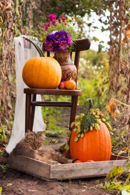 Tüylü bir kedi, turuncu balkabaklarıyla çevrili bir şekilde oturuyor, yanında da balkabağı ve çiçekleri olan bir sandalye.