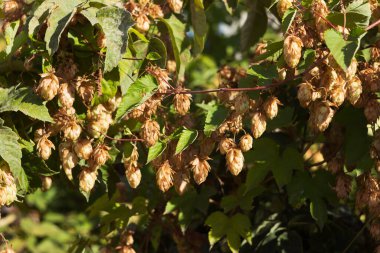 Olgun zıplama konileri, liana benzeri tıbbi bitki, arka plan