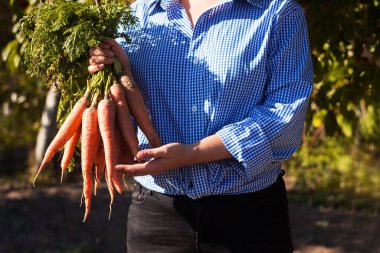 Beyaz çek tişörtlü genç bir kadın kazılmış havuçları elinde tutuyor. Sebze hasadı.