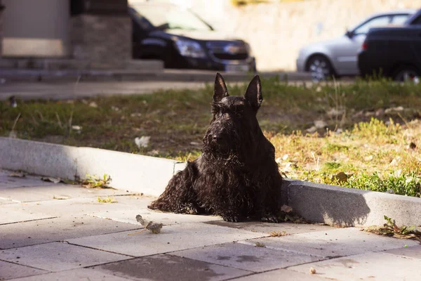 Czarny Szkocki Pies Terrier Mały Czarny Pies Czeka Swojego Pana — Zdjęcie stockowe