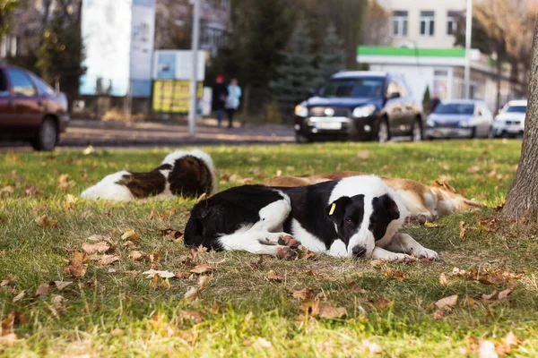 Bezdomne Wielobarwne Psy Odpoczywają Pobliżu Drogi Samochodami Jasny Jesienny Dzień — Zdjęcie stockowe