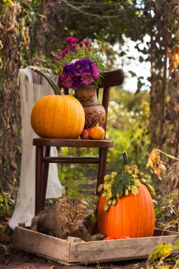 Tüylü bir kedi, turuncu balkabaklarıyla çevrili bir şekilde oturuyor, yanında da balkabağı ve çiçekleri olan bir sandalye.