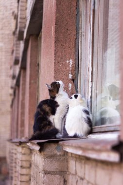 Bir kedi ve bir kedi yavrusu dışarıdaki çok katlı bir evin pencere eşiğinde oturuyorlar. Yavru kediler daireye girmek istiyor.