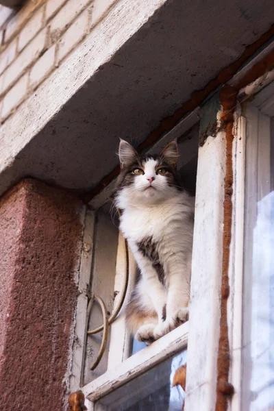 Güzel Pofuduk Bir Kedi Eski Bir Dairenin Penceresinde Oturur Gözlemci — Stok fotoğraf