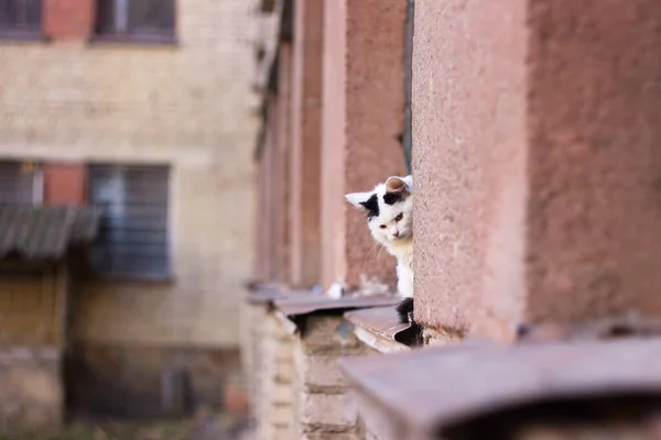 Smutny Piękny Kotek Siedzi Wielopiętrowym Domu Świeżym Powietrzu Bezdomny Biały — Zdjęcie stockowe