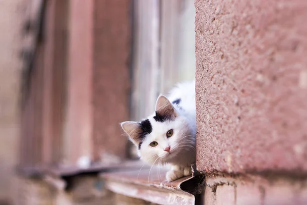 屋外の多階建ての家には好奇心旺盛な美しい子猫が座っています ホームレスの白い子猫 — ストック写真