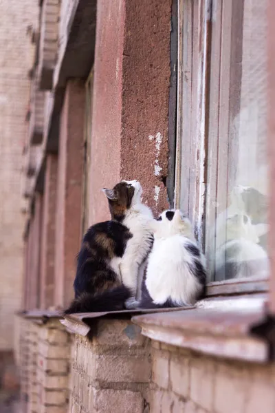 Eine Katze Und Ein Kätzchen Sitzen Auf Der Fensterbank Eines Stockbild