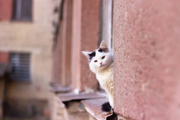 Ciekawy Piękny Kotek Siedzi Wielopiętrowym Domu Świeżym Powietrzu Bezdomny Biały — Zdjęcie stockowe
