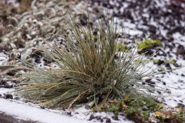 Зеленая Трава Замерзла Холодного Дождя Листья Растений Льду Фон — стоковое фото