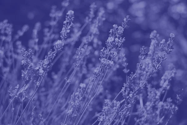 Floral Background Trending Colors Year 2022 Very Peri Flowering Lavender — стоковое фото