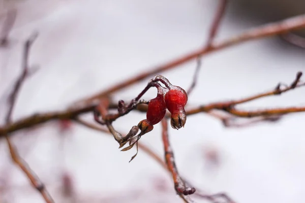 Vörös Rózsabimbó Jégben Fagyos Esőtől Télen Hideg Fogalom — Stock Fotó