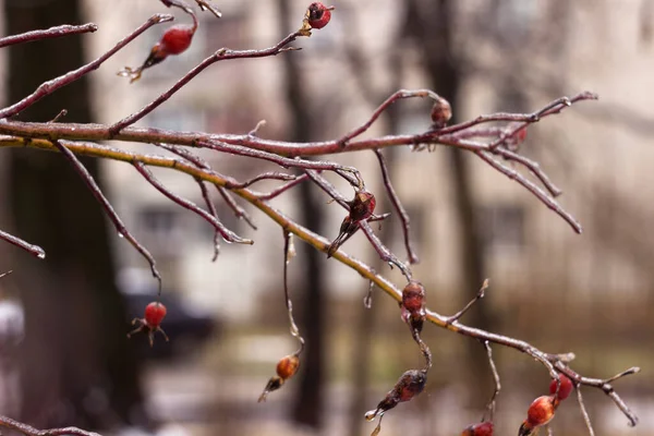 Κόκκινα Μπουμπούκια Πάγο Από Παγωμένη Βροχή Χειμώνα Κρύα Έννοια — Φωτογραφία Αρχείου