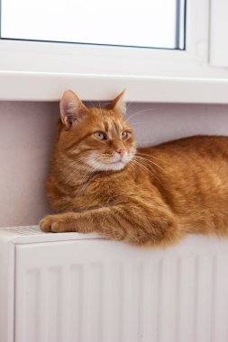 Güzel kırmızı bir kedi radyatörün üzerinde oturur. Hayvan aküde ısıtılıyor.