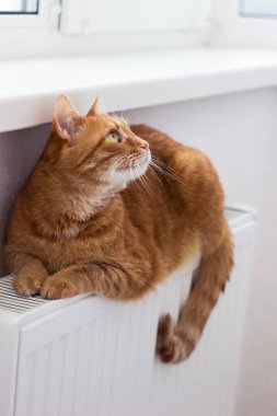 Güzel kırmızı bir kedi radyatörün üzerinde oturur. Hayvan aküde ısıtılıyor.