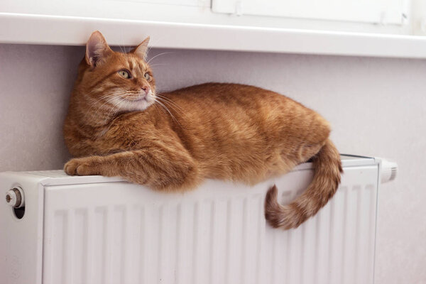 Красивая красная кошка сидит на батарее. Животное нагревается на батарее