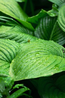 Su damlacıklarında yeşil konaklama tesisi. Yağmurdan sonra bitki, arka plan