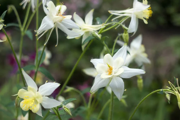 Flores Brancas Aquilegia Flores Bonitas Primavera Florescer Fundo — Fotografia de Stock