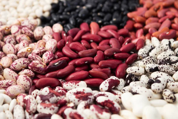 Different Types Beans Background White Red Black Colorful Beans Background — Stock Photo, Image