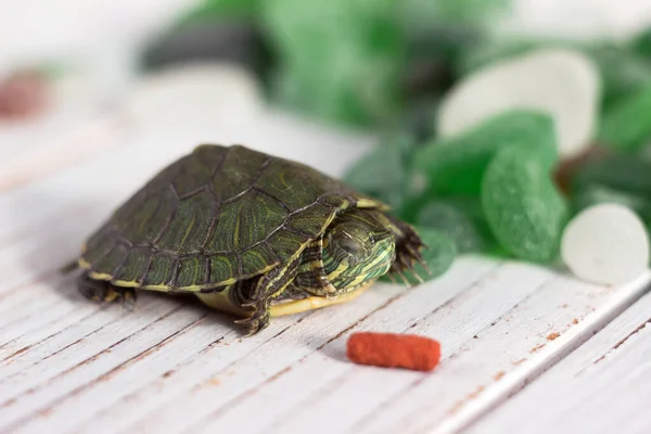 Huiselijke Aquatische Groene Schuifschildpad Slaapt Buurt Van Het Voedsel Groene Rechtenvrije Stockfoto's