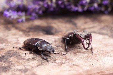 Erkek ve dişi geyik böceği. Tahtadaki büyük böcek ve lavanta dalının arka planı. Doğa, fauna