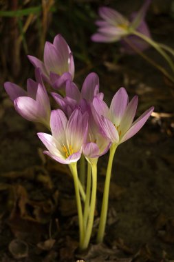 Colchicum autumnale - bitkisel soğanlı zehirli bitki cinsi. Pembe sonbahar tarlası, arka plan