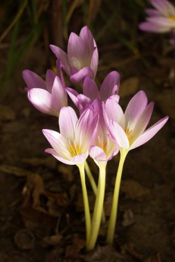 Colchicum autumnale - bitkisel soğanlı zehirli bitki cinsi. Pembe sonbahar tarlası, arka plan