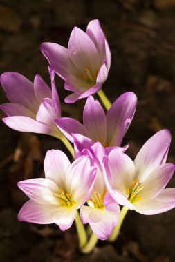Colchicum autumnale - bitkisel soğanlı zehirli bitki cinsi. Pembe sonbahar tarlası, arka plan