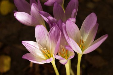 Colchicum autumnale - bitkisel soğanlı zehirli bitki cinsi. Pembe sonbahar tarlası, arka plan