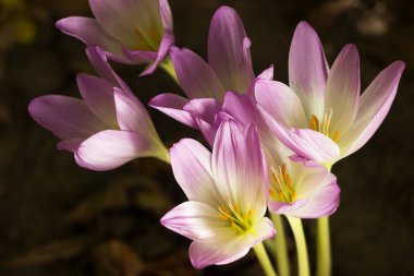 Colchicum autumnale - bitkisel soğanlı zehirli bitki cinsi. Pembe sonbahar tarlası, arka plan