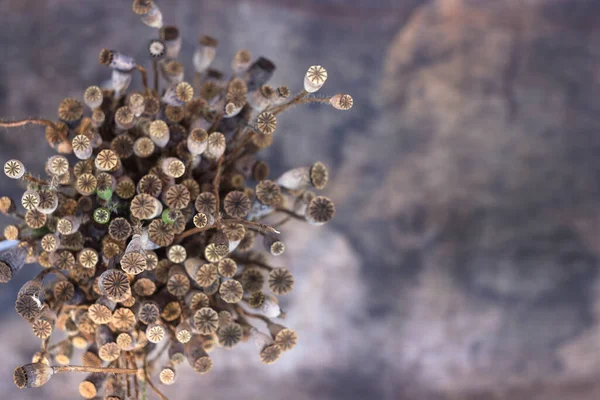 Bir buket yabani haşhaş kafası. Kahverengi kuru haşhaş başlıkları, arkaplan