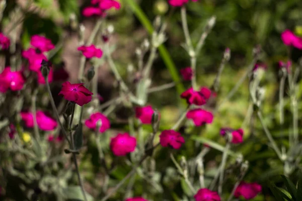 Silene Coronaria Sommar Ljusa Blommor Blommar Trädgården Bakgrund — Stockfoto