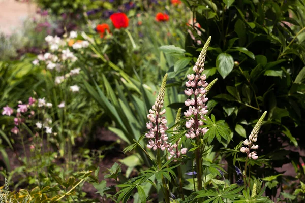 Evin yakınındaki bir çiçek tarlasında pembe lupin çiçek açar diğer yaz çiçekleriyle birlikte.