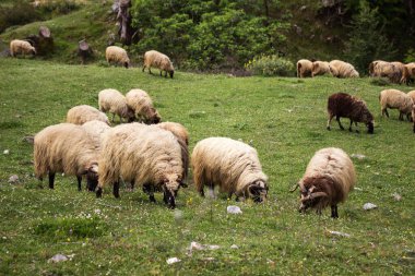 Arnavutluk 'taki dağların yamaçlarında otlayan bir koyun sürüsü