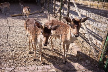 Üsküp 'teki hayvanat bahçesinde geyik. Tellerin arkasında memeliler var.