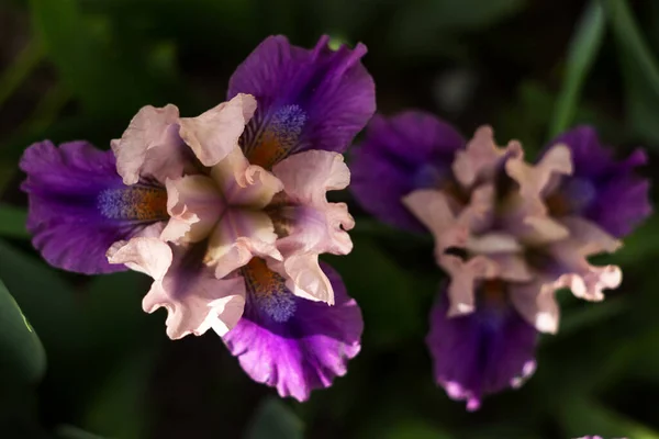 Hermoso Iris Rosa Púrpura Flor Primavera Frontera Fondo Vista Desde — Foto de Stock