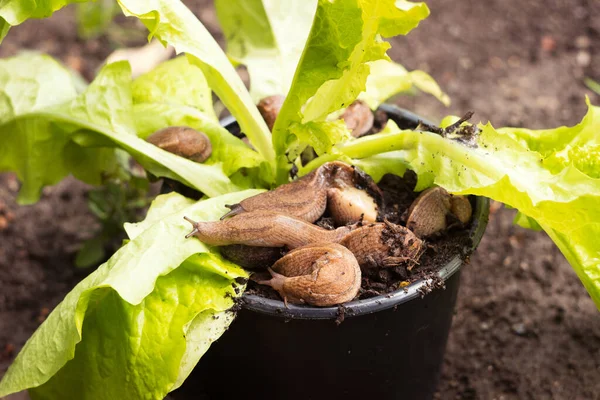 Pests snails eat salad in a pot among the garden. Invertebrates are pests of vegetables and fruits